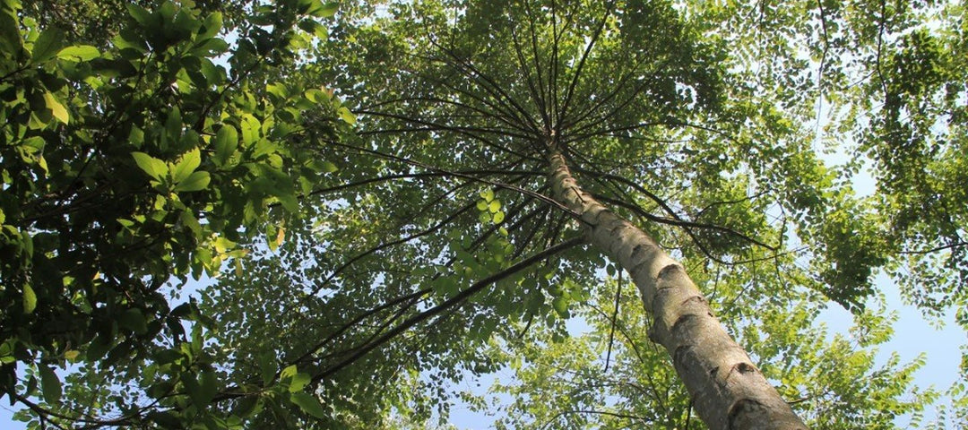 Benzoe Harz Bäume