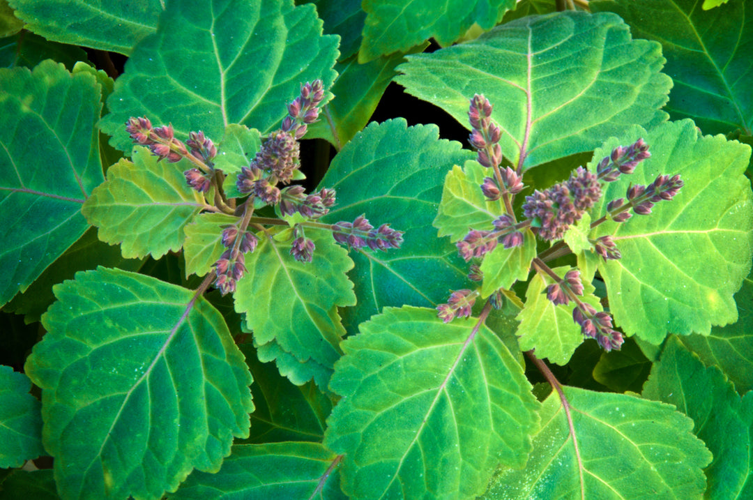 Patchouli Pflanze 