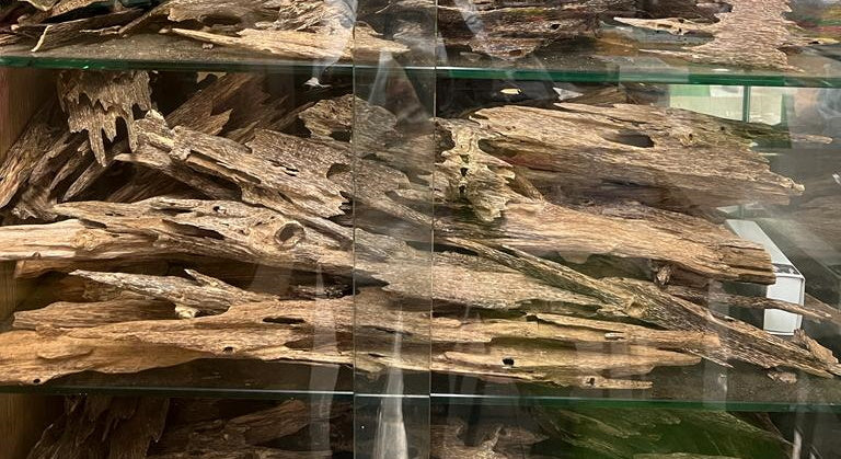 Adlerholzstücke (Oud) in einer Glasvitrine