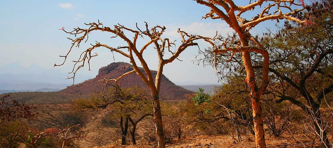 Wieso der Sudan-Weihrauch der "bessere" Papyrifera-Weihrauch ist