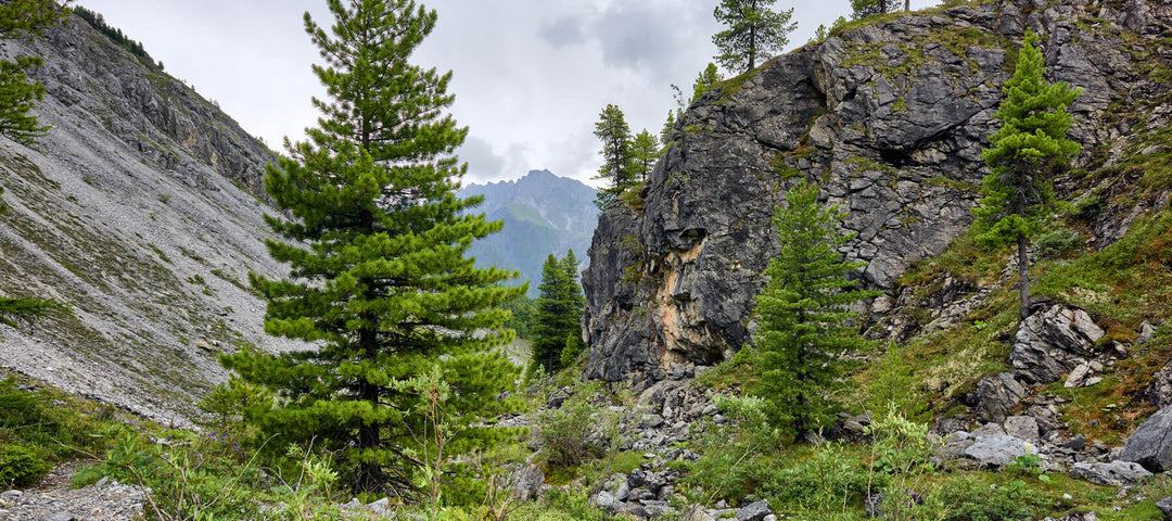 Zirbenharz von der Zirbe