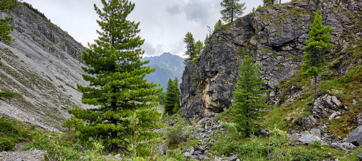 Zirbenharz von der Zirbe