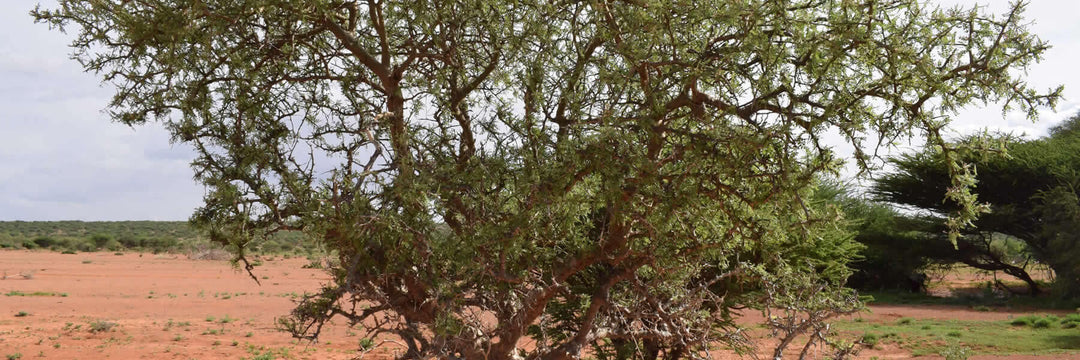 neglecta weihrauchbaum