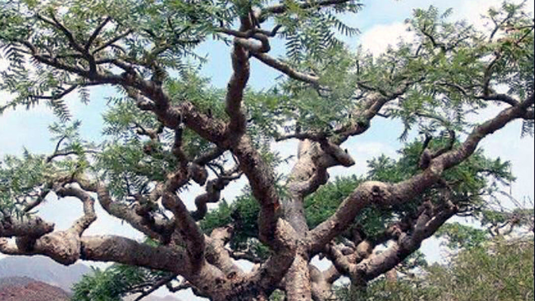 weihrauch boswellia papyrifera baum