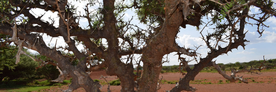 Weihrauch Mirafur Rivae Baum