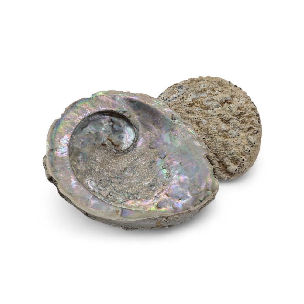 Helle Abalone-Schale von den Philippinen