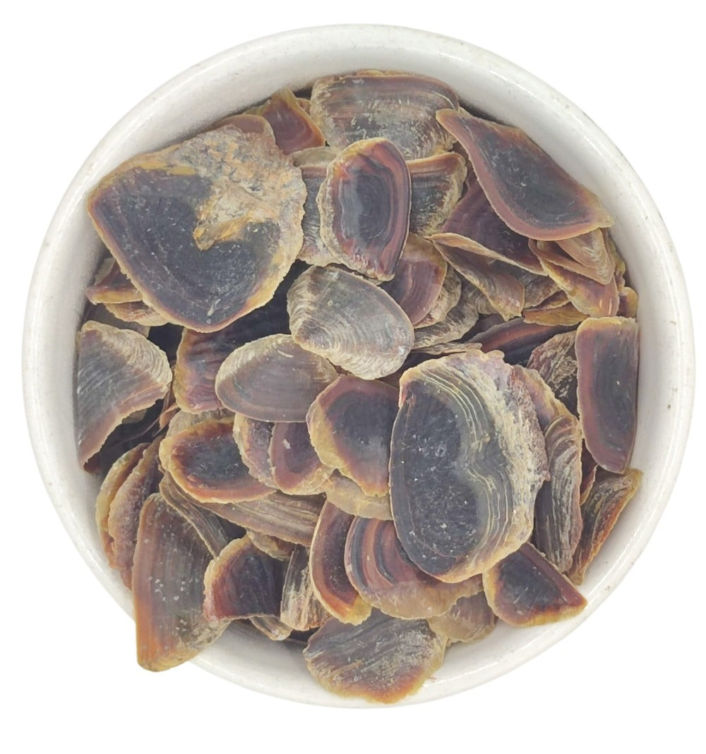 Onycha Operculum